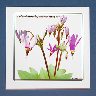 mug DS-088 Dodecatheon 6635.jpg